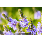 VERONICA officinalis VERONICA officinalis