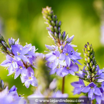 VERONICA officinalis