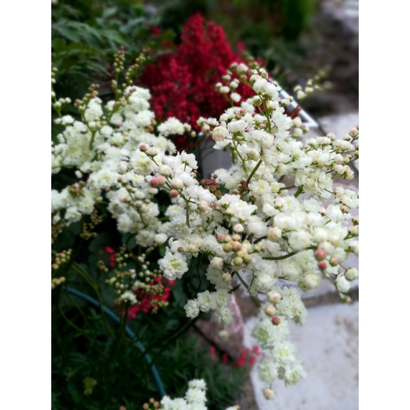 FILIPENDULA ulmaria 'Flore Pleno'
