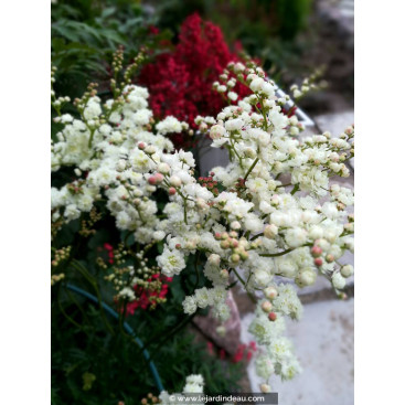 FILIPENDULA ulmaria \'Flore Pleno\'