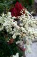 FILIPENDULA ulmaria 'Flore Pleno'
