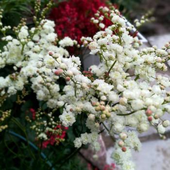 FILIPENDULA ulmaria &#039;Flore Pleno&#039;