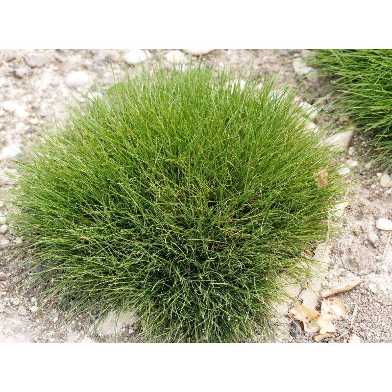 FESTUCA scoparia