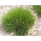 FESTUCA scoparia