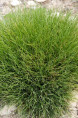 FESTUCA scoparia