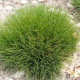 FESTUCA scoparia