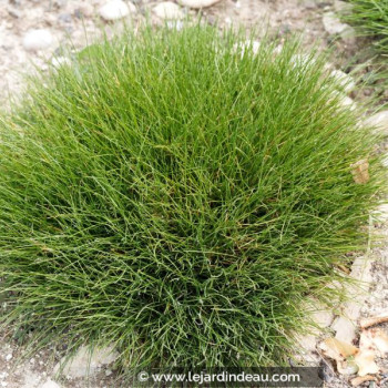 FESTUCA scoparia