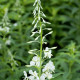 EPILOBIUM angustifolium 'Album'