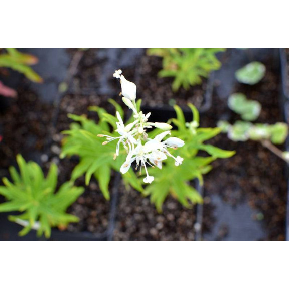 EPILOBIUM angustifolium 'Album'