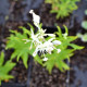 EPILOBIUM angustifolium 'Album'