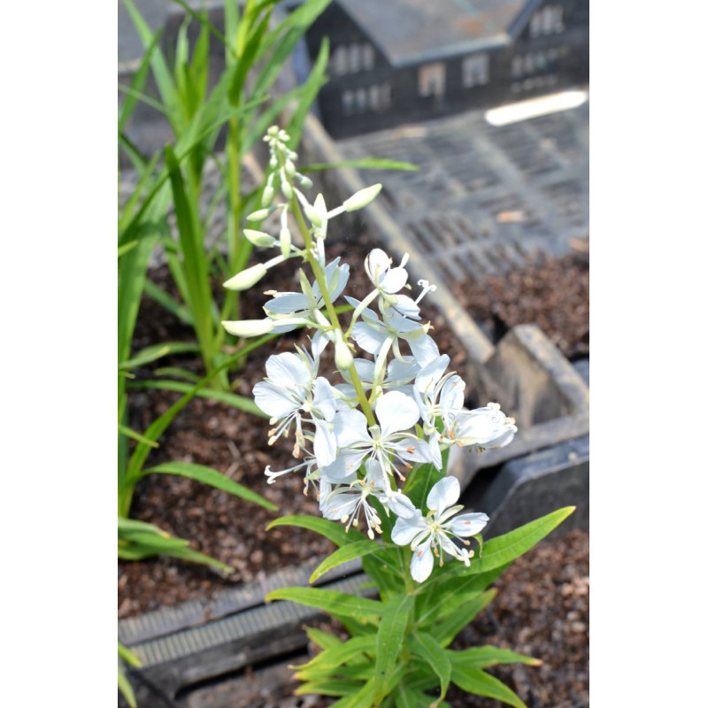 EPILOBIUM angustifolium 'Album'
