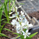 EPILOBIUM angustifolium 'Album'