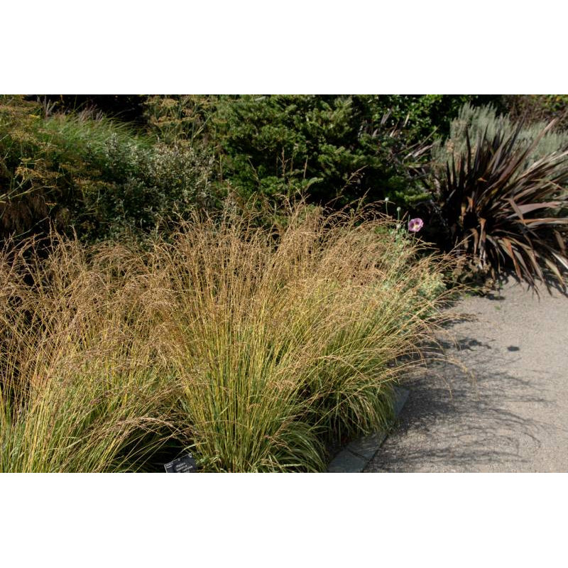 MOLINIA caerulea 'Variegata'