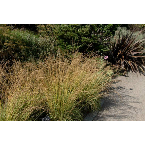 MOLINIA caerulea 'Variegata'