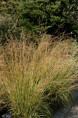 MOLINIA caerulea 'Variegata'