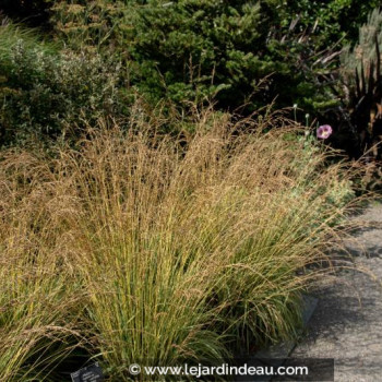 MOLINIA caerulea &#039;Variegata&#039;