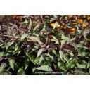 EUPATORIUM rugosum 'Chocolate'
EUPATORIUM rugosum \'Chocolate\' - Eupatoire rugueuse