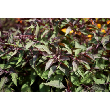 EUPATORIUM rugosum \'Chocolate\'