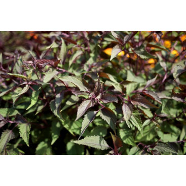EUPATORIUM rugosum \'Chocolate\'