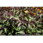 EUPATORIUM rugosum \'Chocolate\' - Eupatoire rugueuse