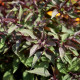 EUPATORIUM rugosum 'Chocolate'