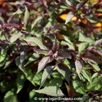 EUPATORIUM rugosum &#039;Chocolate&#039;