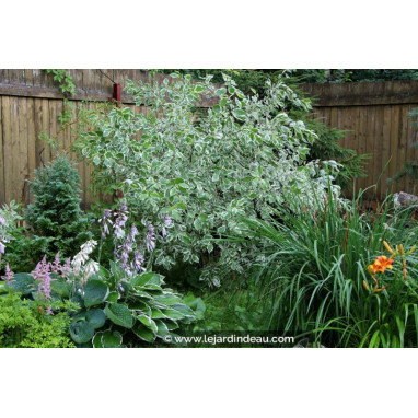 CORNUS alba \'Elegantissima\'