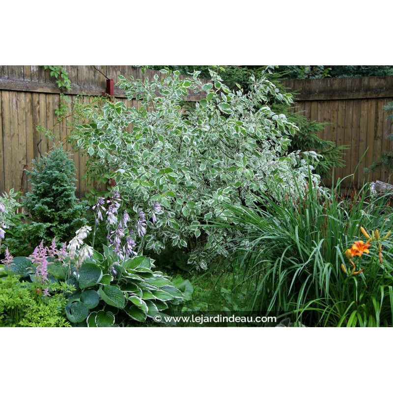 CORNUS alba 'Elegantissima'