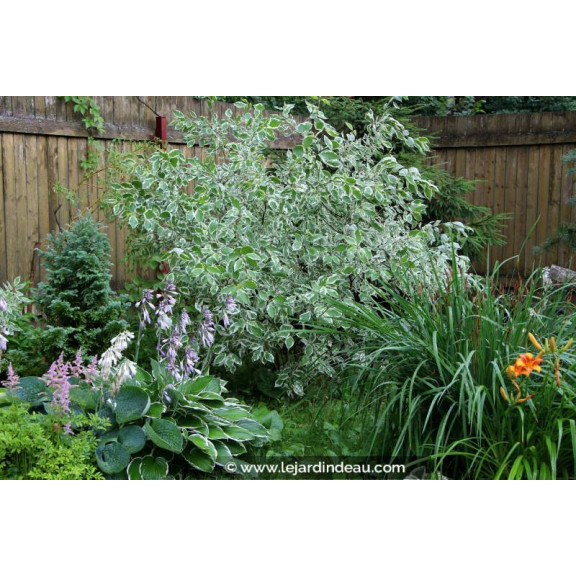 CORNUS alba 'Elegantissima'