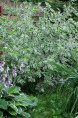 CORNUS alba 'Elegantissima'