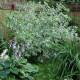 CORNUS alba 'Elegantissima'