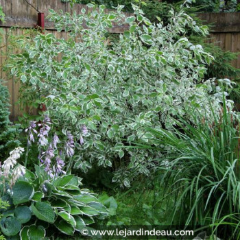 CORNUS alba &#039;Elegantissima&#039;