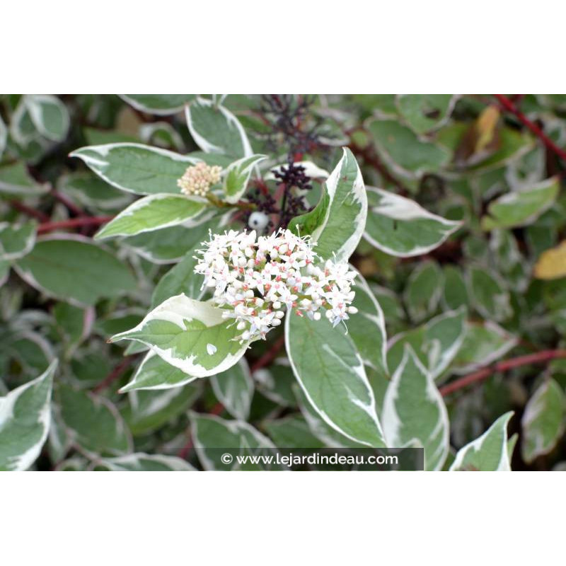 CORNUS alba 'Elegantissima'