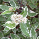 CORNUS alba 'Elegantissima'