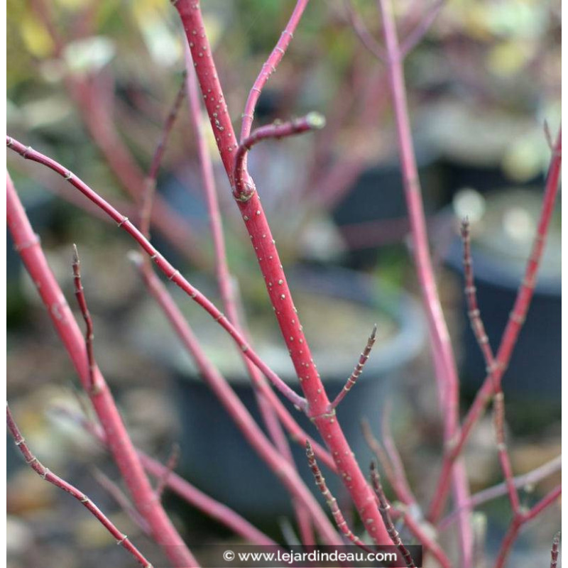 CORNUS alba 'Elegantissima'