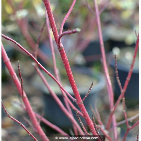 CORNUS alba 'Elegantissima'