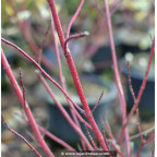 CORNUS alba 'Elegantissima'