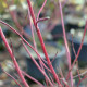 CORNUS alba 'Elegantissima'