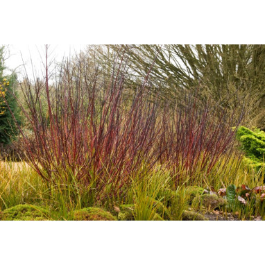 CORNUS alba \'Kesselringii\'