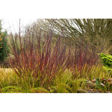 CORNUS alba \'Kesselringii\'