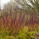 CORNUS alba 'Kesselringii'