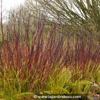 CORNUS alba &#039;Kesselringii&#039;