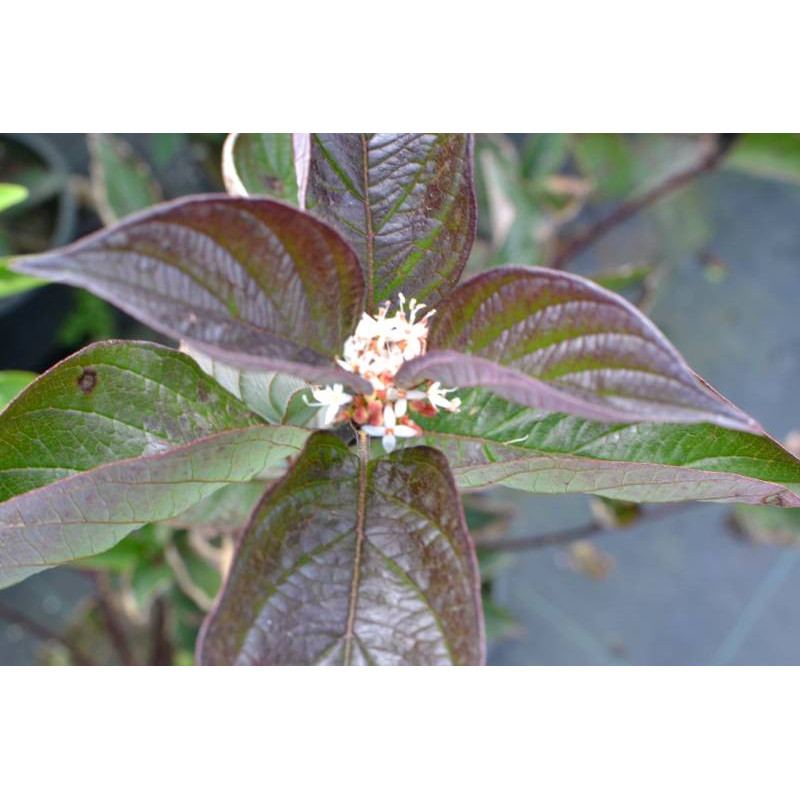 CORNUS alba 'Kesselringii'