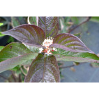 CORNUS alba 'Kesselringii'