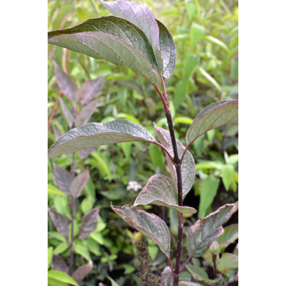 CORNUS alba 'Kesselringii'
