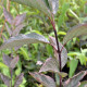 CORNUS alba 'Kesselringii'