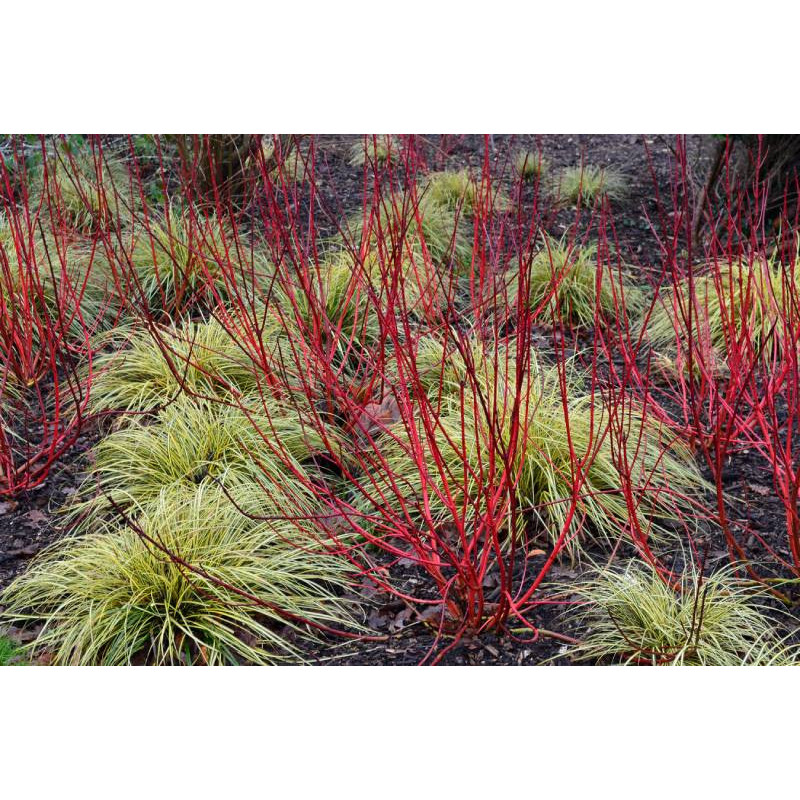 CORNUS alba 'Baton Rouge'