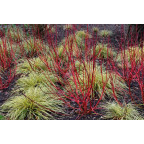 CORNUS alba 'Baton Rouge'