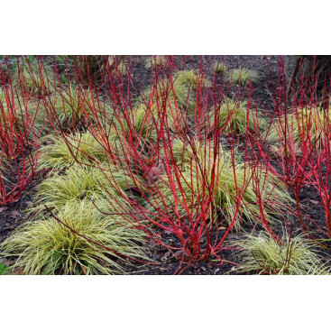 CORNUS alba \'Baton Rouge\'