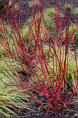 CORNUS alba 'Baton Rouge'